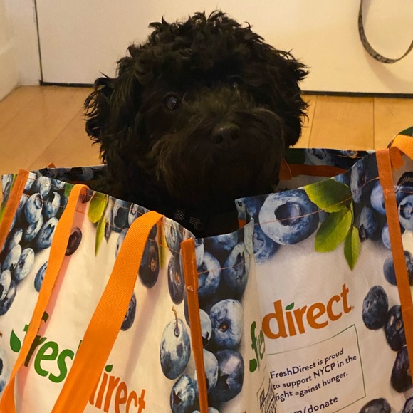 Meet your Posher, Maizy+Riley - Picture 8 of 12